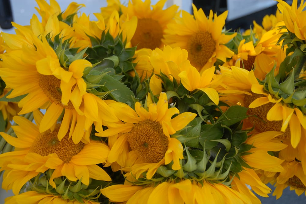 CROTONONHUDSON’S DOWN TO EARTH FARMERS MARKET Updated September