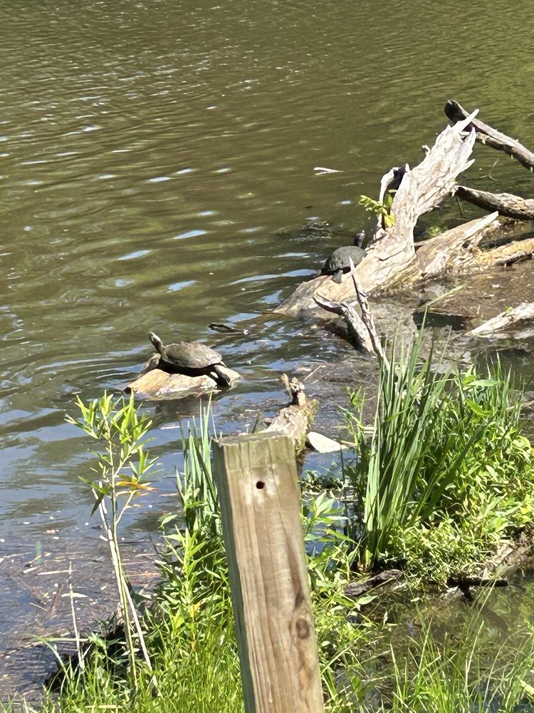 Nathanael Greene - Close Memorial Park Logo