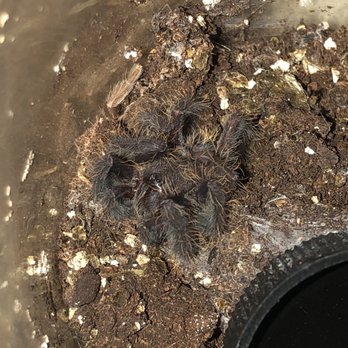 Great Lakes Reptiles - Singapore blue tarantula - Pet Stores Near Me - Roseville, Michigan Great Lakes Reptiles - Singapore blue tarantula - Pet Stores Near Me - Roseville, Michigan