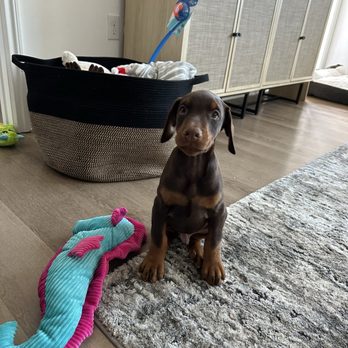 Hochburg K9 - Pet Training Near Me