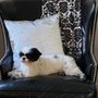 Photo of Puppy's Paradise Home Boarding