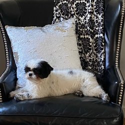 Puppy's Paradise Home Boarding