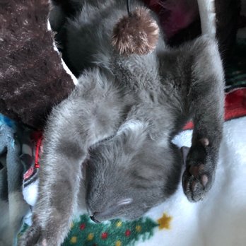 Catmandoo Rescue - My two kitties - Pet Adoption Near Me - Hawthorne, California