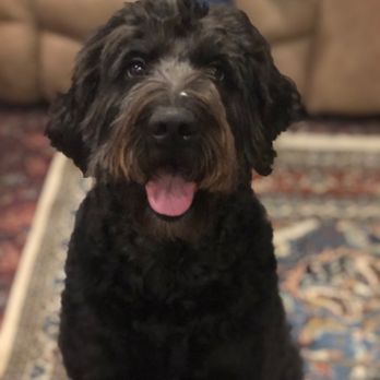 fabulous fur grooming