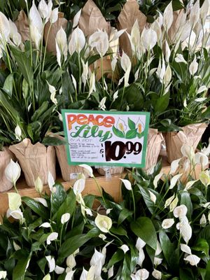 Trader Joe's by null