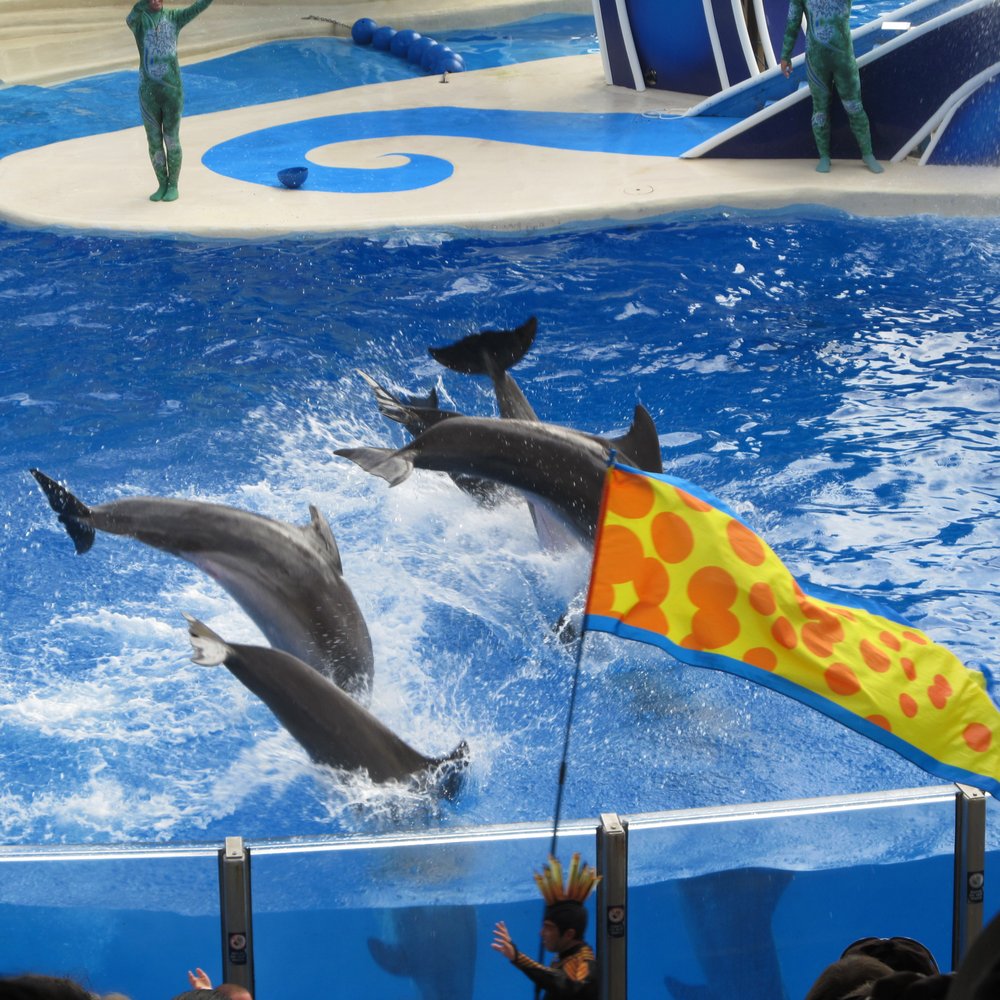 Dolphin Theater - Stadiums & Arenas Near Me - Orlando, Florida Dolphin Theater - Stadiums & Arenas Near Me - Orlando, Florida