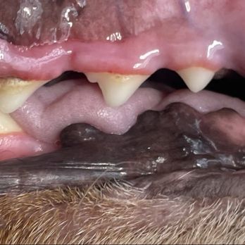 Bright N’ Shine Pet Dental - Pet Services Near Me - Boca Raton, Florida Bright N’ Shine Pet Dental - Pet Services Near Me - Boca Raton, Florida