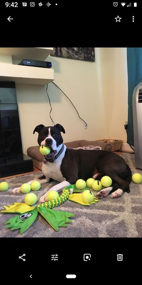 KODIAK VETERINARY HOSPITAL 142 Lowell Rd, Hudson, NH Yelp