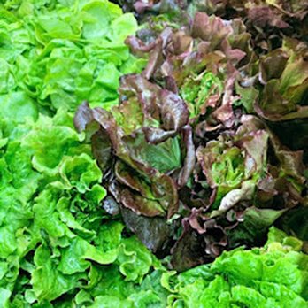 Daily Bread Market - lettuce and other vegetables - Bakeries Near Me - Nappanee, Indiana
