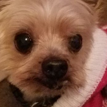 Pet Strands Grooming - Pet Groomers Near Me - Orange, California