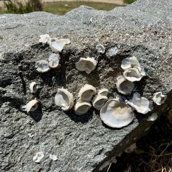 Bayside Cafe - Fossil shells embedded in rock at the end of the parking lot - Mexican Near Me - Morro Bay, California