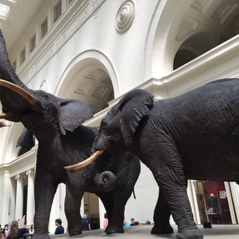Field Museum - Museums Near Me - Chicago, Illinois Field Museum - Museums Near Me - Chicago, Illinois