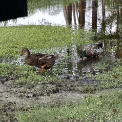 Indian Cove Resort Assoc - Quack neighbors