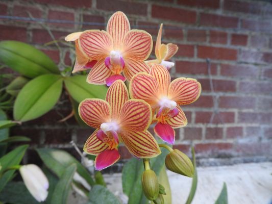 Rockefeller Park & Greenhouse by null