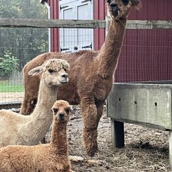 Hope Alpaca Farm