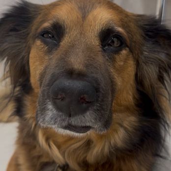 Arch Beach Veterinary Clinic - Olly hardly able to breath and losing function of his bladder - Veterinarians Near Me - Laguna Beach, California