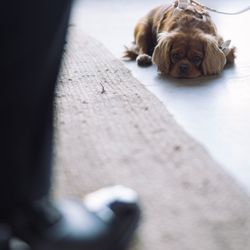 Khoa Photography - Picture of our dog at the venue