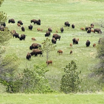 Buffalo Safari Jeep Tours - Tours Near Me Buffalo Safari Jeep Tours - Tours Near Me