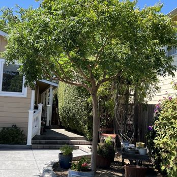Precision Tree Care - Chinese Pistache - Tree Services Near Me Precision Tree Care - Chinese Pistache - Tree Services Near Me