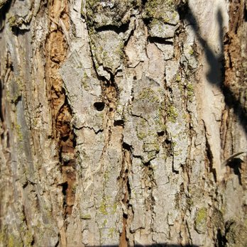 Arborstone - EAB - Tree Services Near Me Arborstone - EAB - Tree Services Near Me