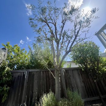 Tree Trimming Team - Olive tree shaped and trimmed. - Tree Services Near Me - Mission Viejo, California Tree Trimming Team - Olive tree shaped and trimmed. - Tree Services Near Me - Mission Viejo, California