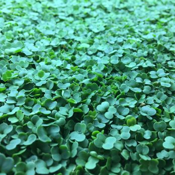 Phoenix Microgreens - The Arugula, at Phoenix Microgreens-AZ - Fruits & Veggies Near Me - Scottsdale, Arizona Phoenix Microgreens - The Arugula, at Phoenix Microgreens-AZ - Fruits & Veggies Near Me - Scottsdale, Arizona