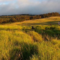 The Upcountry Massage Company - Really want this to rotate, great lighting all times of day Upcountry Maui is truly No Ka Oi.