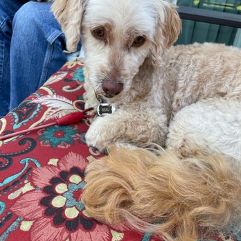 Pawfections Pet Salon - Pet Groomers Near Me - Kennebunk, Maine