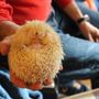 Photo of Dave Marchetti's Animal Experiences