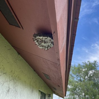 Precision Pest Management - Wasps - Pest Control Near Me