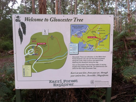 Gloucester Tree by null