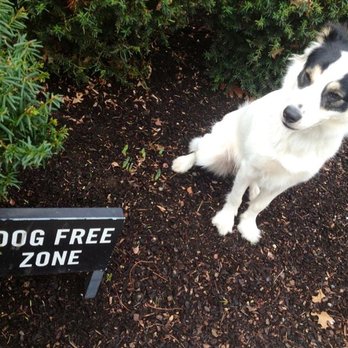 Sparklepup - You were saying? - Dog Walkers Near Me Sparklepup - You were saying? - Dog Walkers Near Me