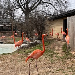 Flamingos Flamingos