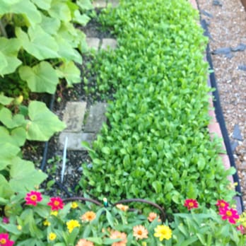 Rick Bayless' Garden Tour - Local Flavor Near Me - Chicago, Illinois