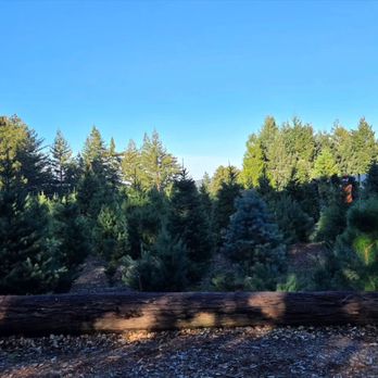 Peacock Tree Farm - Nurseries & Gardening Near Me - Los Gatos, California Peacock Tree Farm - Nurseries & Gardening Near Me - Los Gatos, California