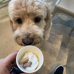 They give pup cups! They give pup cups!