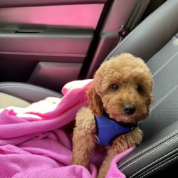 Tooth And Claw Canine Training - Pic for cuteness