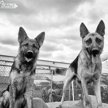 astro kennels training