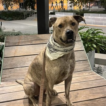 A-Team Dog Training - Pet Training Near Me