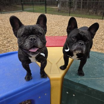 Companion Camp - Pet Sitting Near Me - Pittsboro, North Carolina Companion Camp - Pet Sitting Near Me - Pittsboro, North Carolina