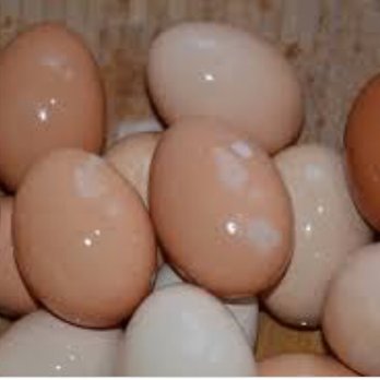 Buckeye Acres - Farm fresh eggs are available year-round (and are chickens are often available to greet visitors to the store). - Pick Your Own Farms Near Me - Warrensburg, Missouri Buckeye Acres - Farm fresh eggs are available year-round (and are chickens are often available to greet visitors to the store). - Pick Your Own Farms Near Me - Warrensburg, Missouri