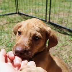 Dogma Dog Care - Puppy love