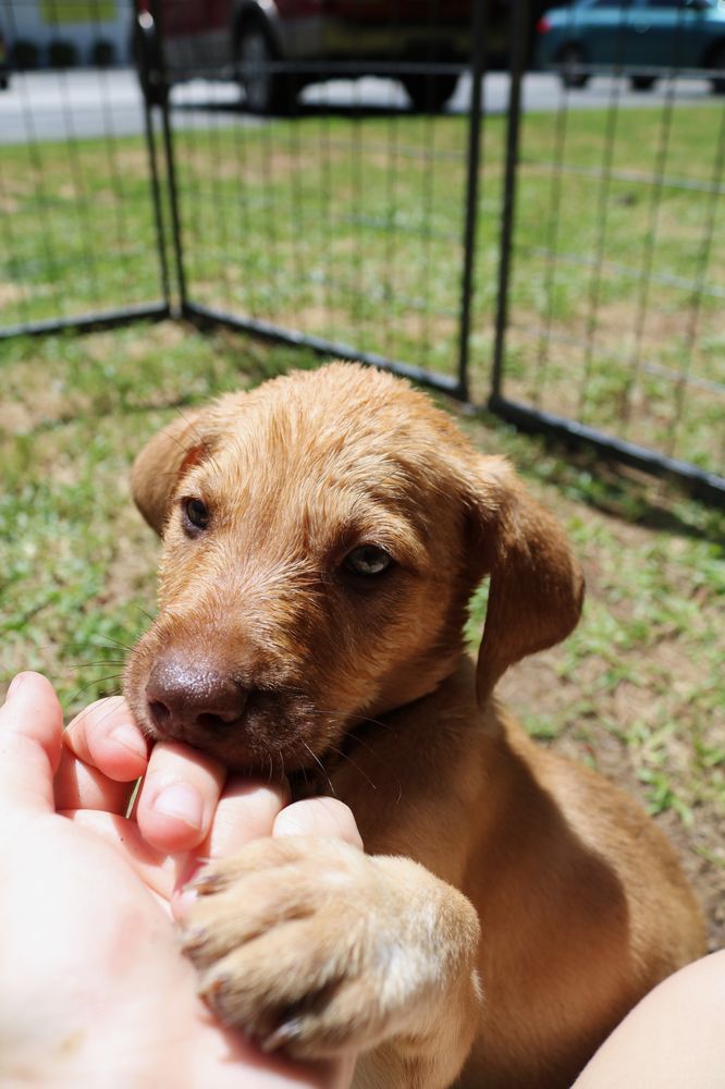 Dogma Dog Care - pet boarding facility in Smyrna, GA