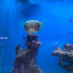 Puffer Fish (so cute!)