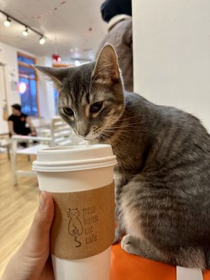 Mew Haven Cat Cafe by null
