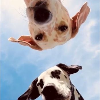 Pet Lux - Hello - Veterinarians Near Me - Palm Springs, California Pet Lux - Hello - Veterinarians Near Me - Palm Springs, California