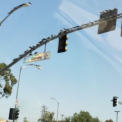 City of Rosemead