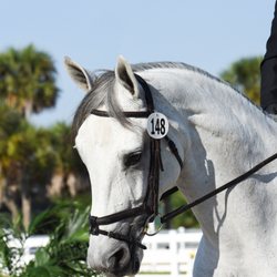 LK Equestrians