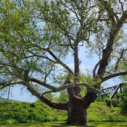 Pinchot Sycamore Tree Park - THE TREE