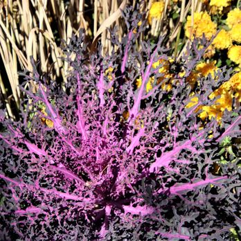 Hicks Nurseries - Purple - Nurseries & Gardening Near Me - Westbury, New York